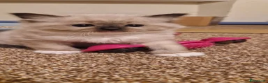 Ragdoll 3