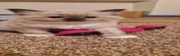 Ragdoll cats for sale: Pure-bred Ragdoll kittens in Gunnislake - Advert 10
