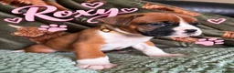 Boxer dogs for sale: Beautiful Boxer Puppies for Sale in Stirling - Advert 6
