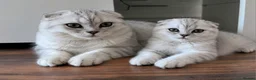 Scottish Fold cats for sale: Beautiful Scottish fold Kitten in Luton - Advert 2