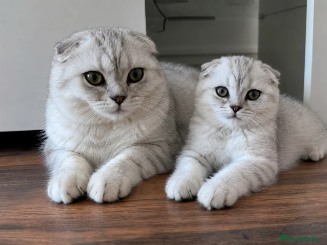 Scottish Fold cats for sale: Beautiful Scottish fold Kitten in Luton - Advert 2