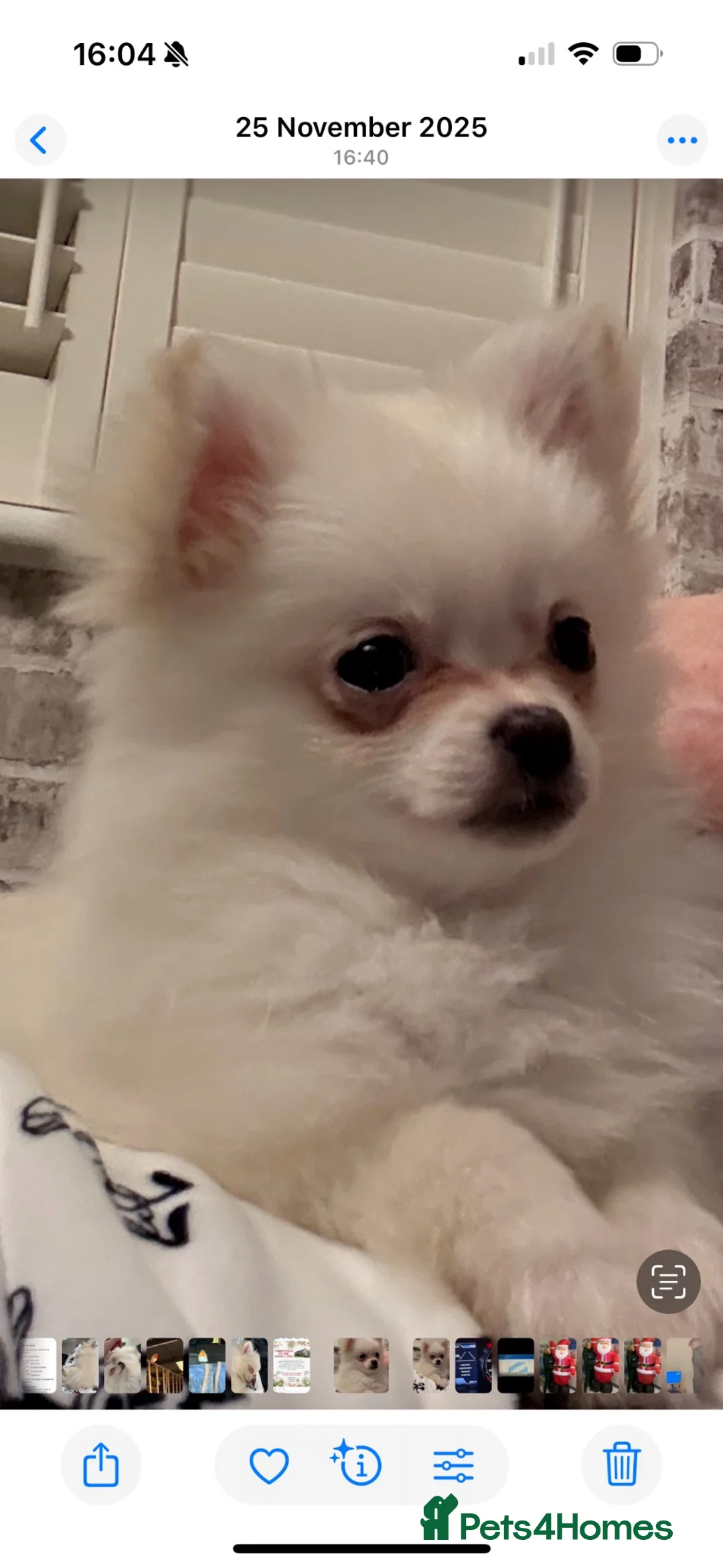 Pomeranian dogs for sale: Kc reg Pomeranian  - Advert 4