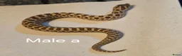 Snake reptiles for sale: Western hognoses babies - Advert 6