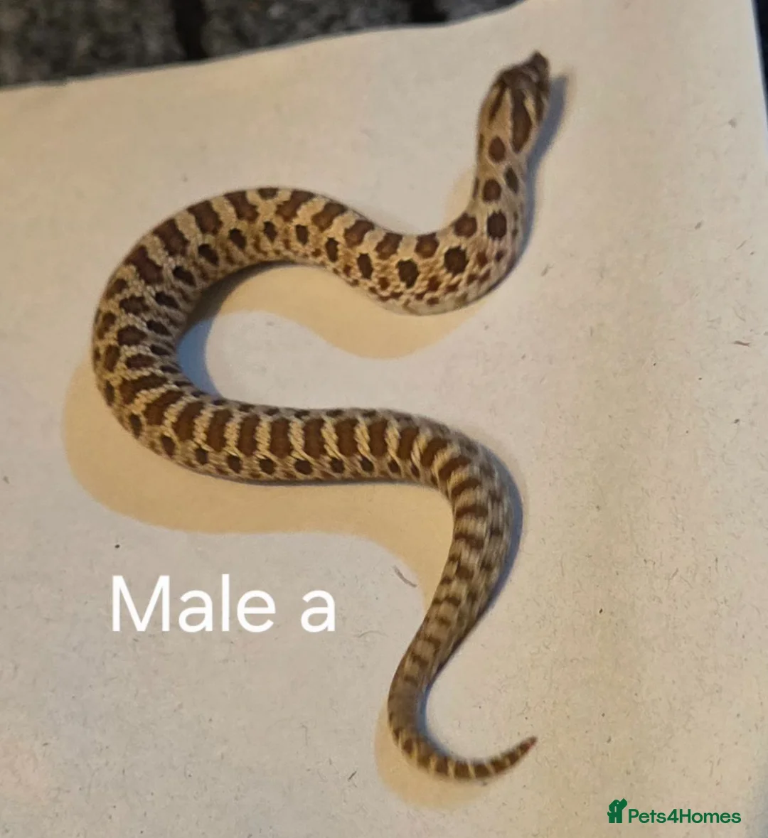 Snake reptiles for sale: Western hognoses babies - Advert 16