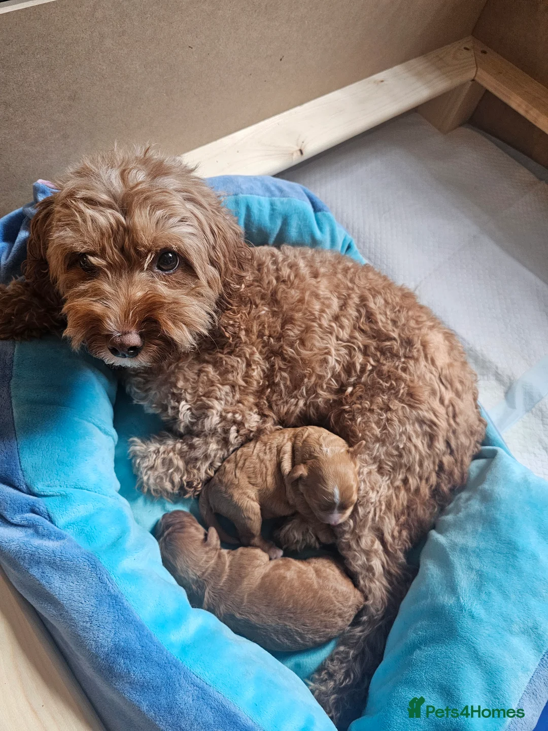 Cavapoo dogs for sale: Exquisite F1 Cavapoo Puppy in Southampton - Advert 2