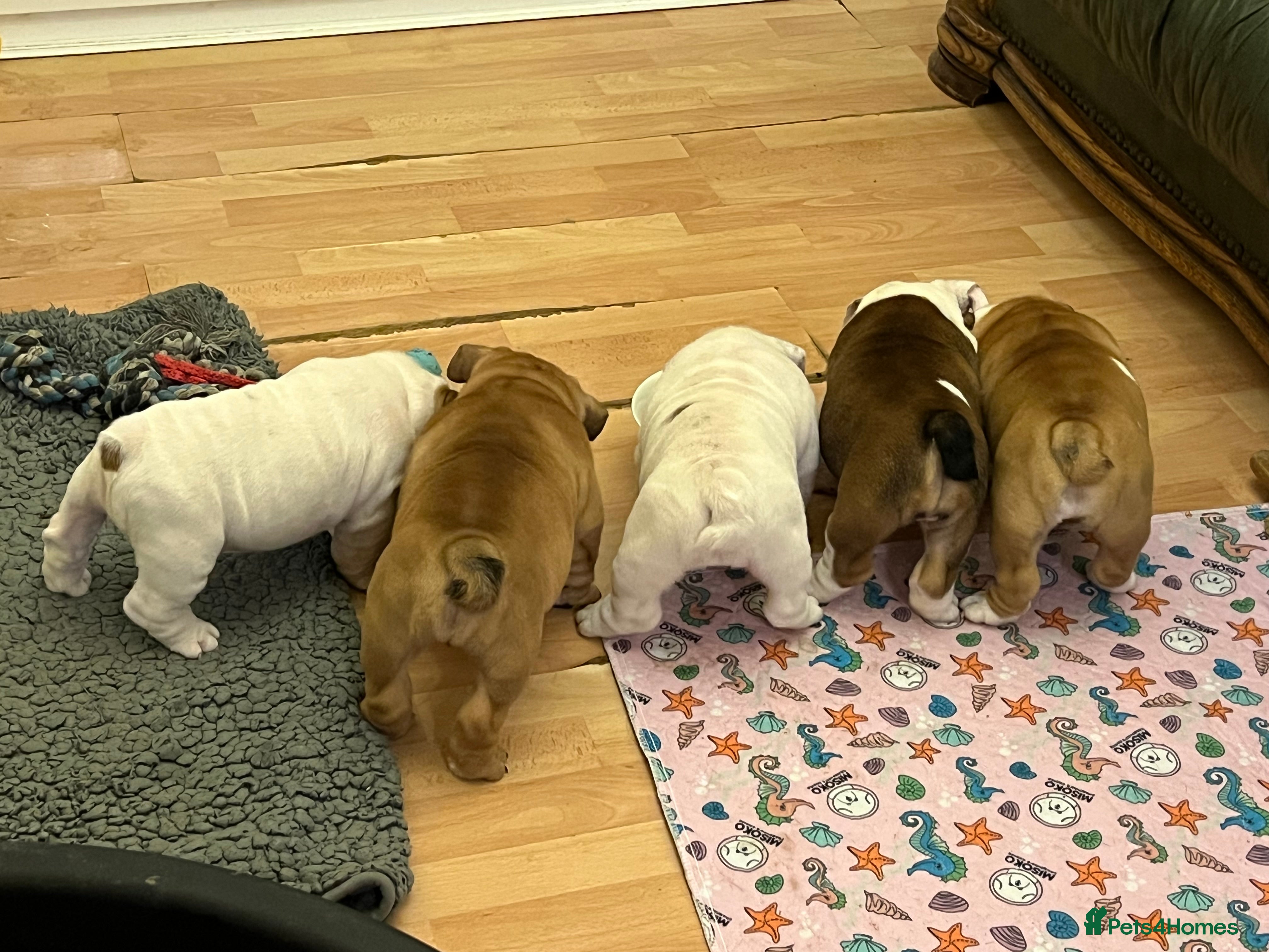 English Bulldog dogs English bulldogs - Advert 20