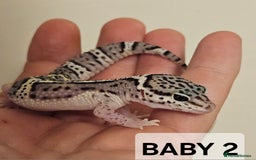 Leopard Gecko reptiles for sale: Home bred leopard geckos  - Image 5