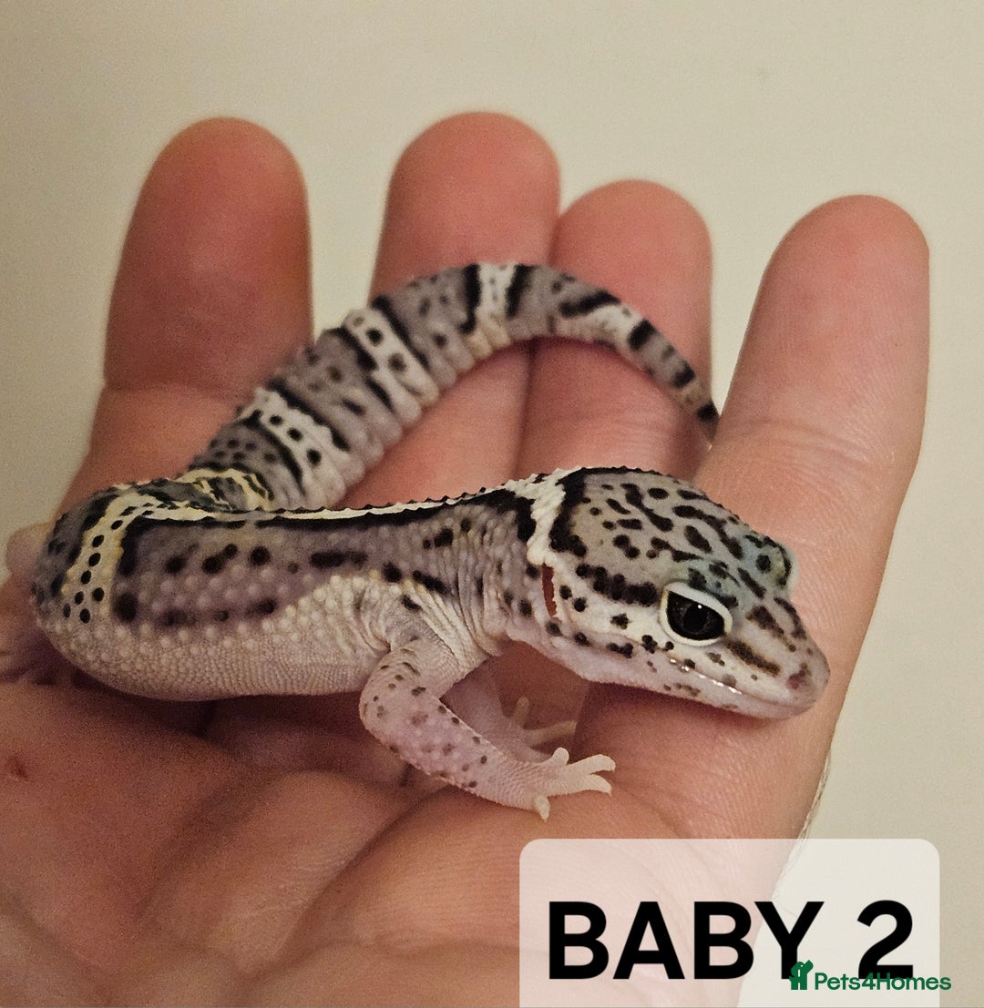 Leopard Gecko reptiles for sale: Home bred leopard geckos  - Image 5