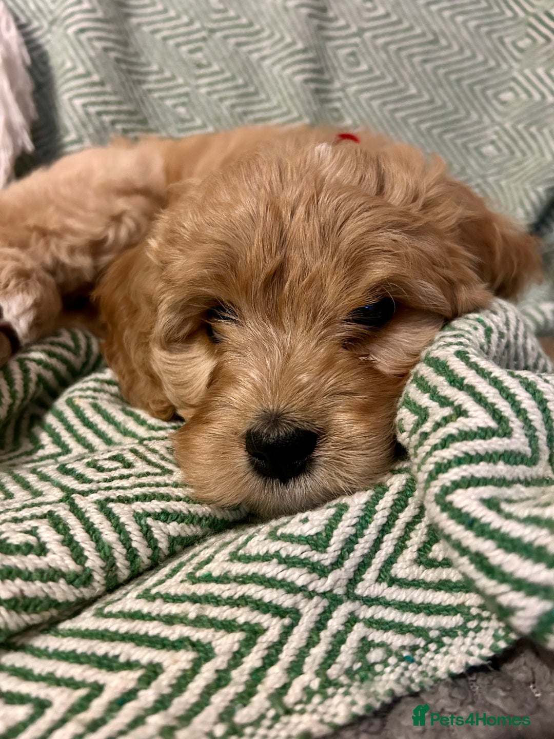 Cavapoo dogs for sale: Rare unique moyen Cavapoos (last female)  - Advert 6