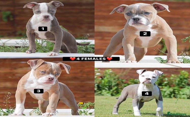 Olde English Bulldogge dogs - Advert 2