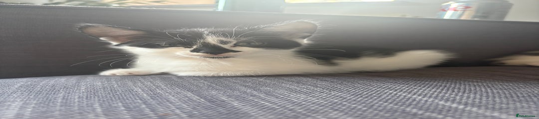 Black and White Kitten