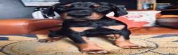 Dobermann dogs for sale: KC reg Dobie Pups | Two girls available - Advert 30