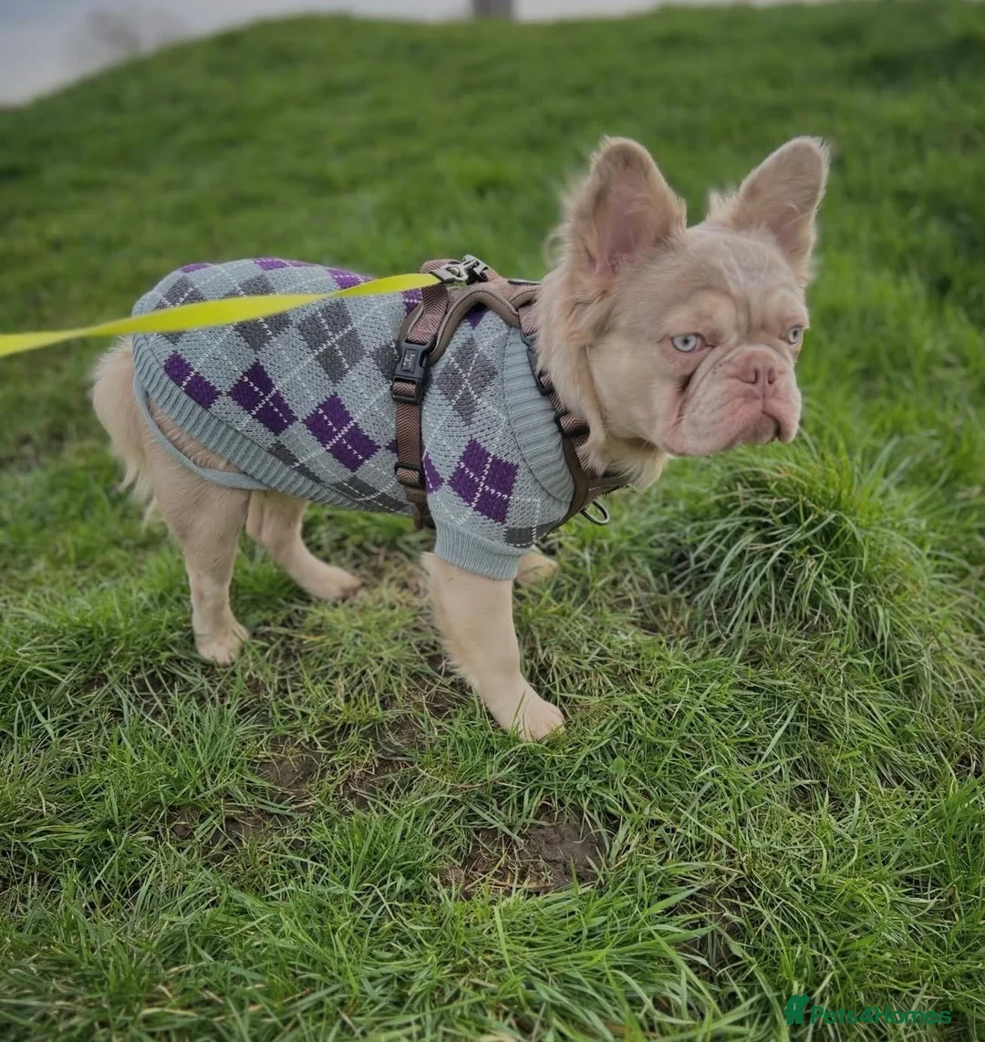 French Bulldog dogs for sale: French bulldog needing a new home  in Hastings - Advert 2