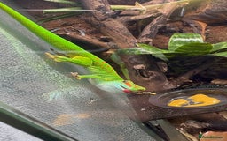 Python Snake reptiles for sale: Albino Lesser Male Ball Python  - Image 4