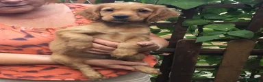 Cocker Spaniel 1