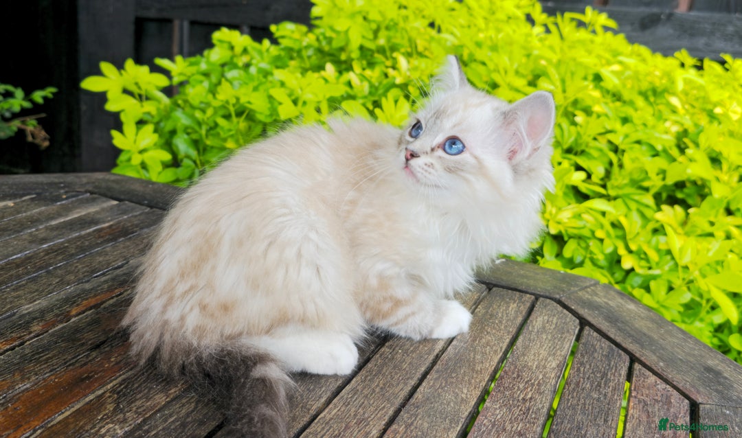 Ragdoll cats for sale: Pedigree Tica Boys Ragdoll  - Image 2