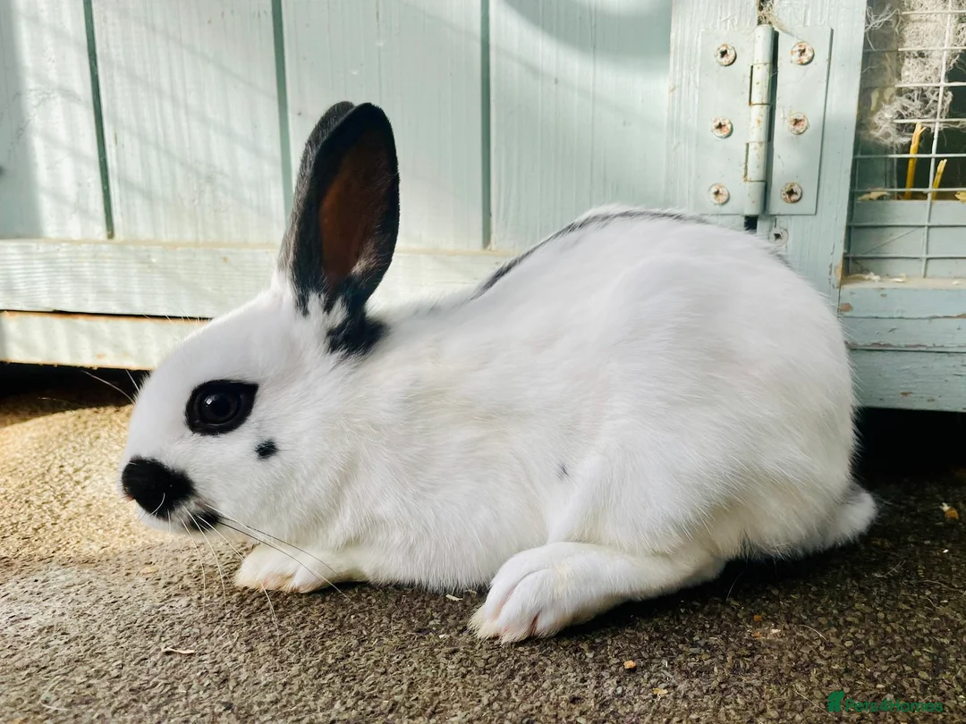 English Spot rabbits for sale: English spot rabbits - Advert 2
