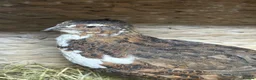 Quail poultry for sale: MALE QUAIL FOR SALE in Newtownards - Advert 13