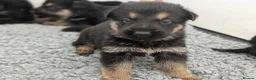 German Shepherd dogs for sale: Champion-Line KC Pups From Health Tested Parents - Advert 9