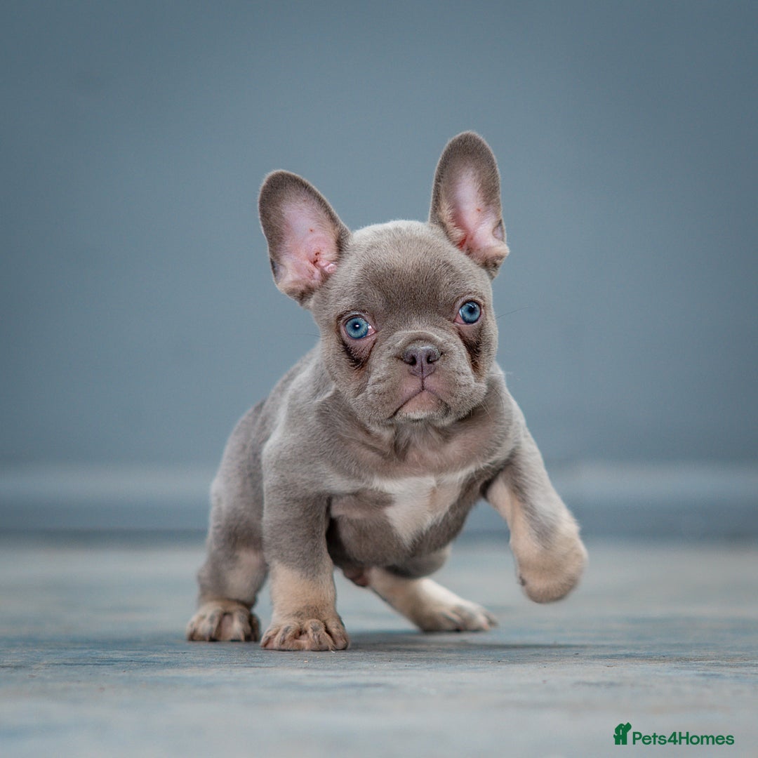 French Bulldog dogs for sale: French bulldogs 2 LEFT AVAILABLE  - Image 7