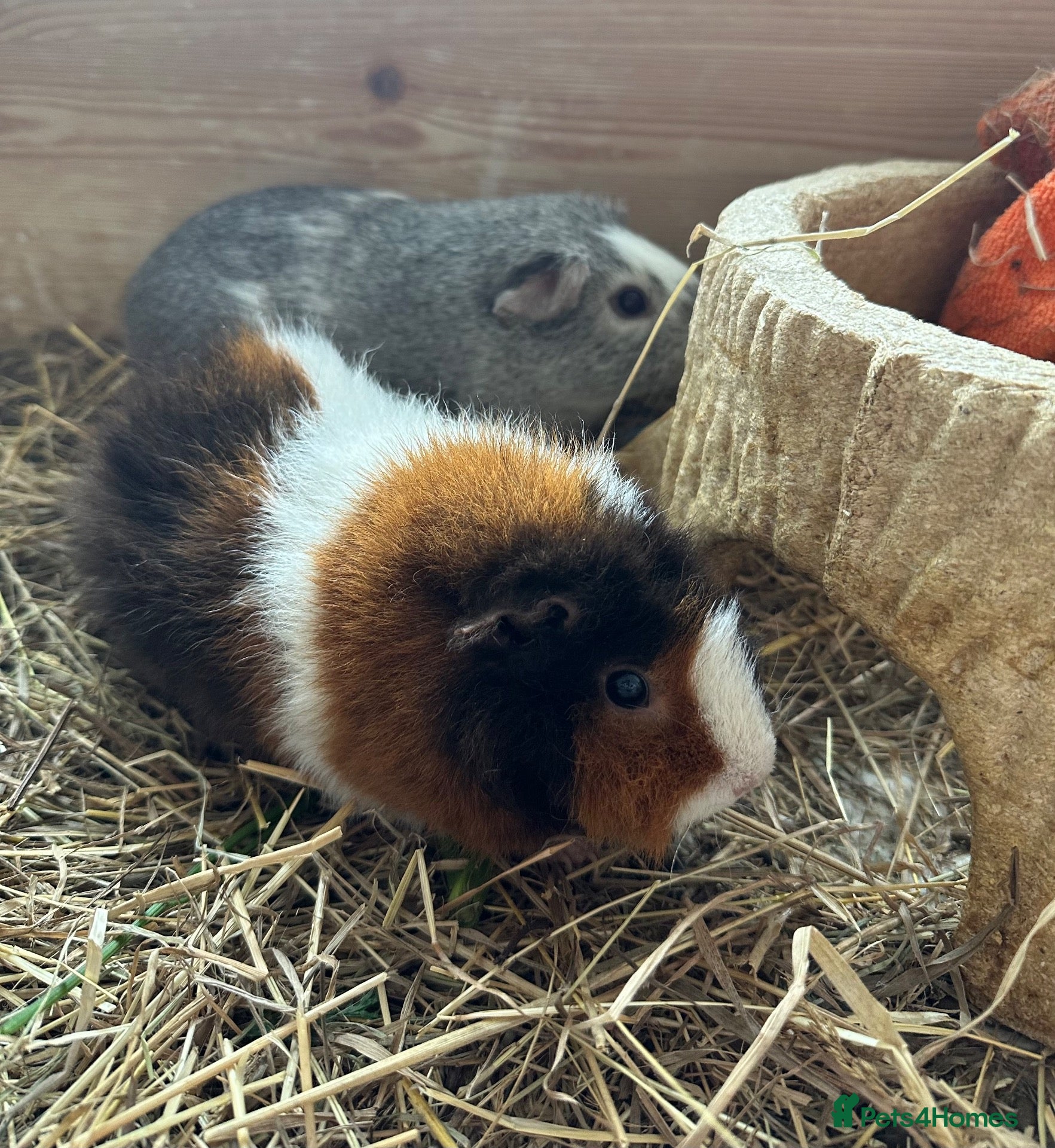 Guinea Pig rodents 2 lovely female guinea pigs looking for home! - Advert 1