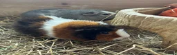 Guinea Pig rodents for sale: 2 lovely female guinea pigs looking for home! - Advert 1
