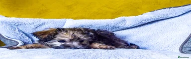 Morkie-Poo