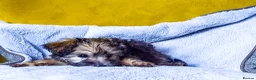Mixed Breed dogs for sale: Adorable Morkie-Poo’s Pups for sale  - Advert 4