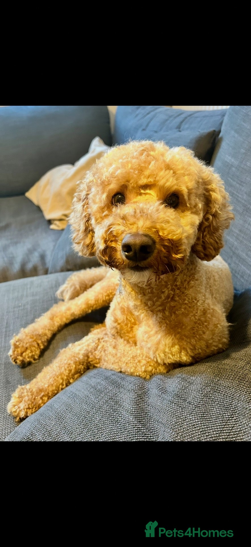 Miniature Poodle dogs for sale: 2 year old Mini Poodle Male  - Advert 10
