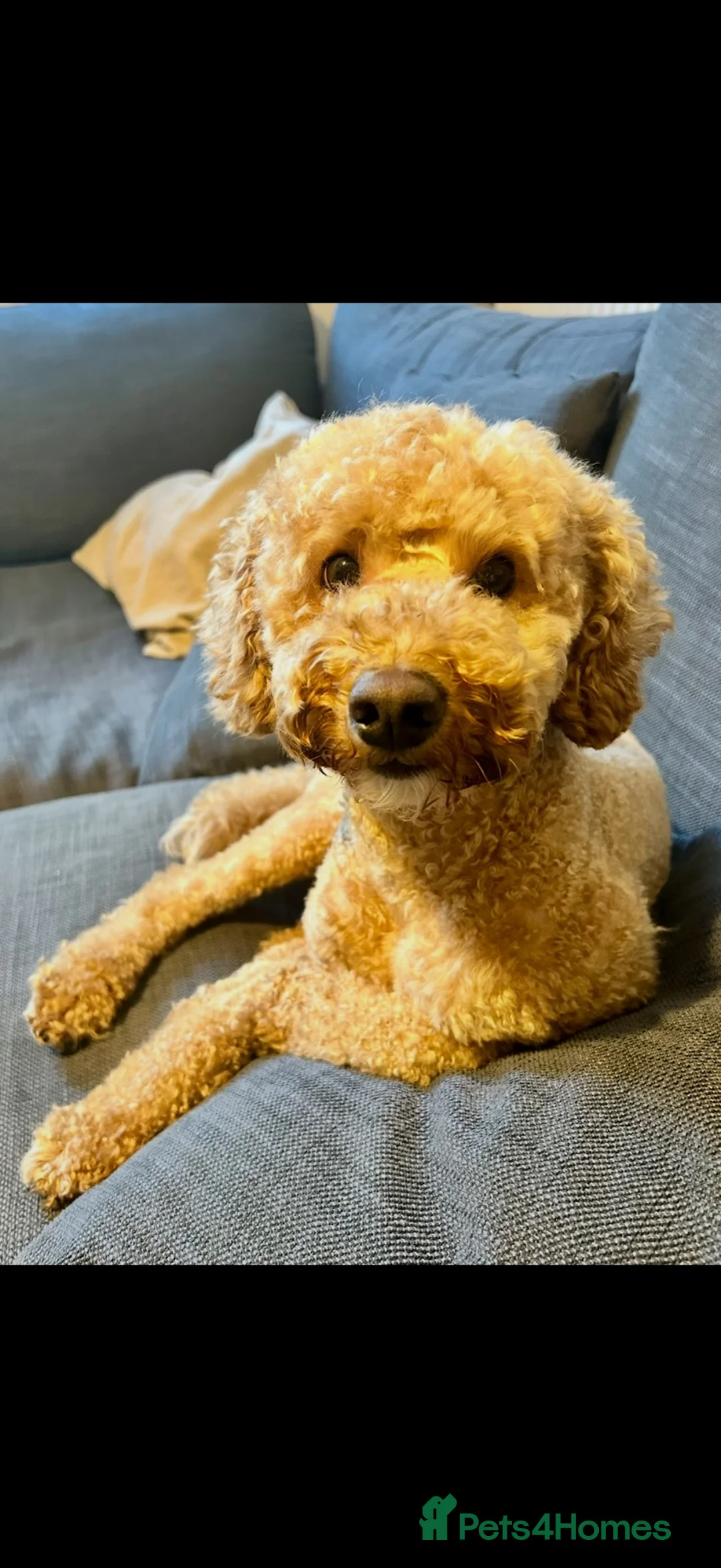 Miniature Poodle dogs for sale: 2 year old Mini Poodle Male  - Advert 1