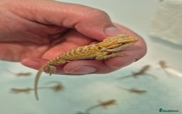 Bearded Dragon reptiles for sale: Bearded dragons  - Image 9