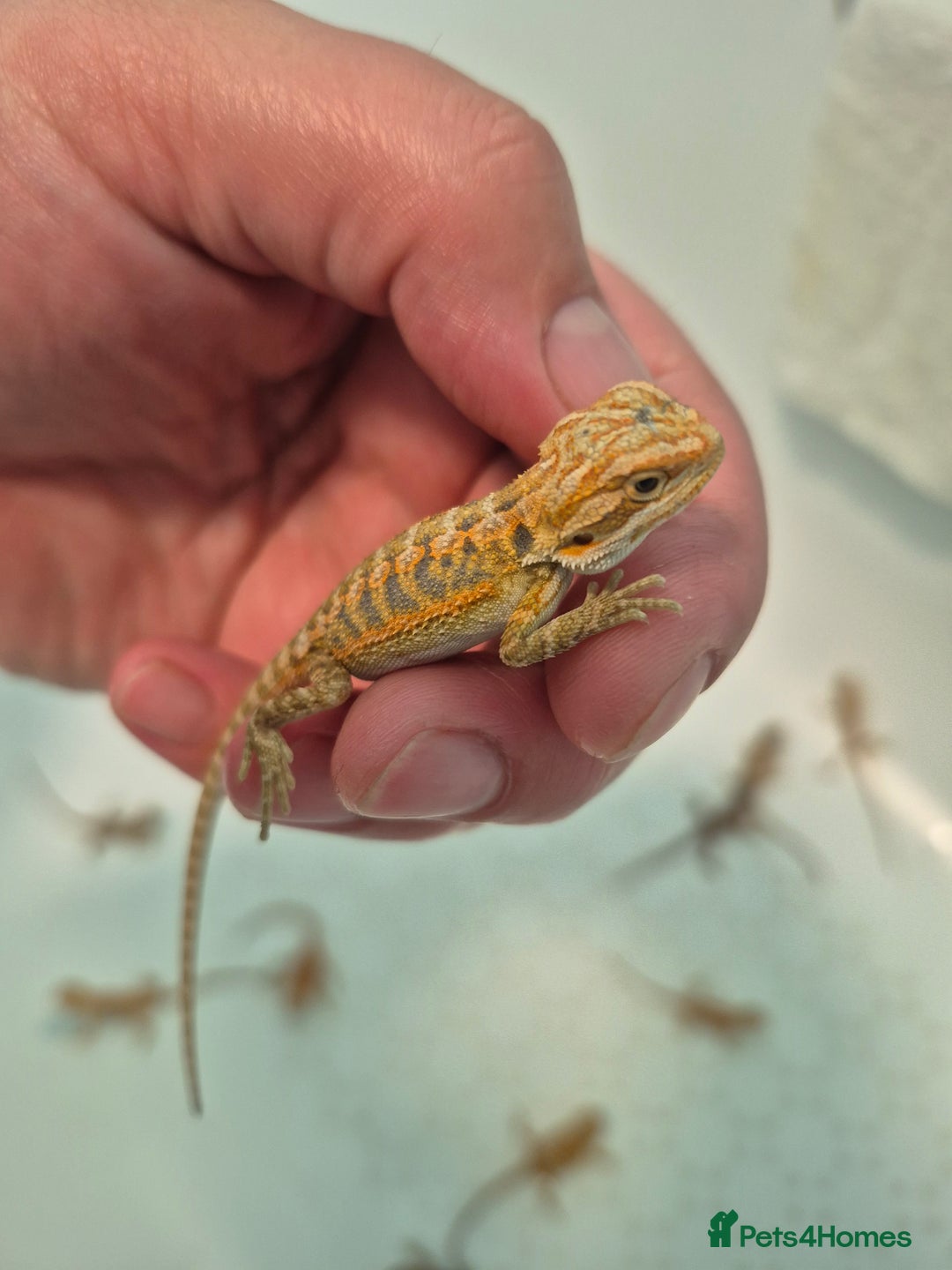 Bearded Dragon reptiles for sale: Bearded dragons  - Image 9