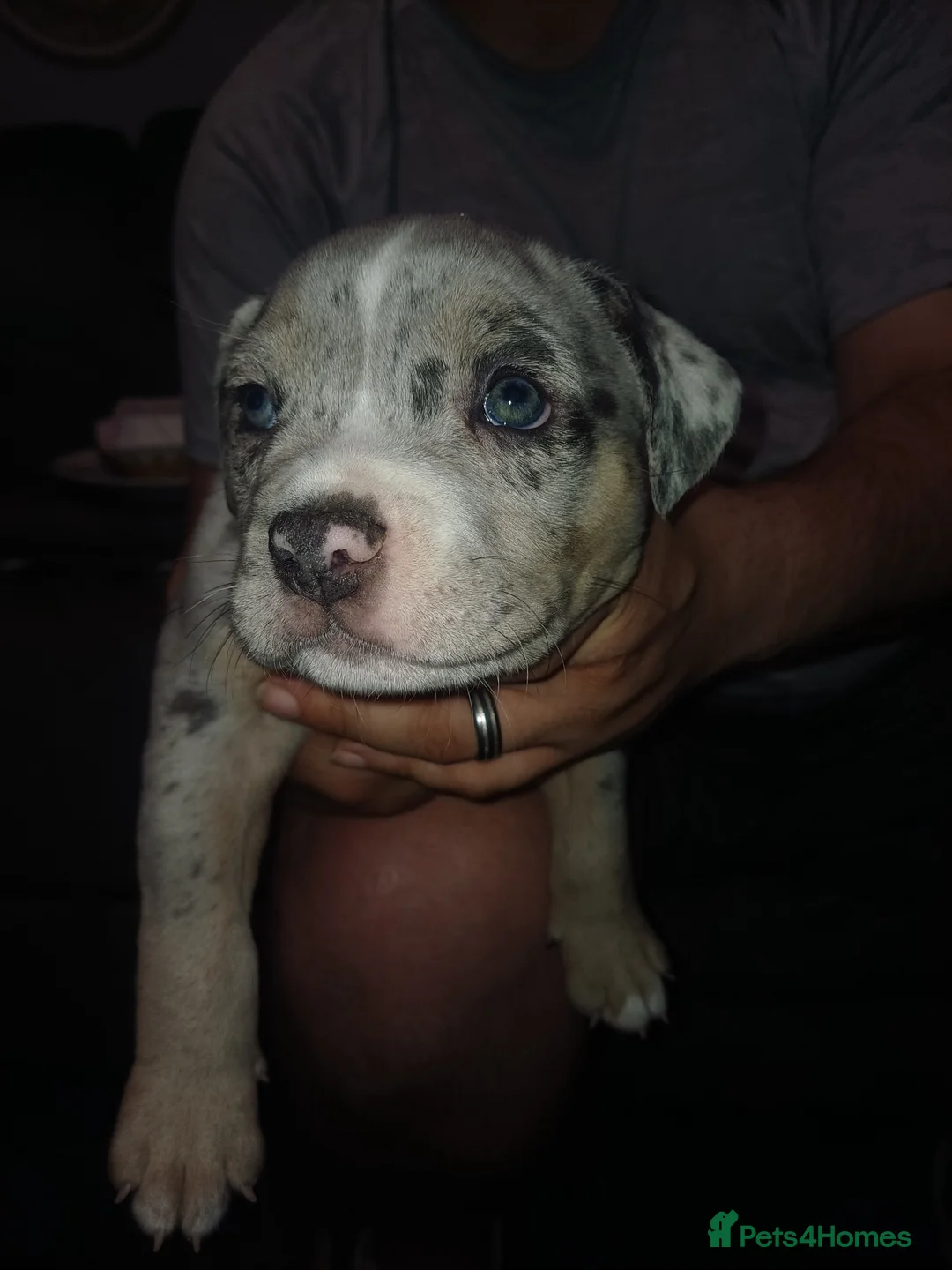 Mixed Breed dogs for sale: Olde English bulldogs x staffy in Boston - Advert 9