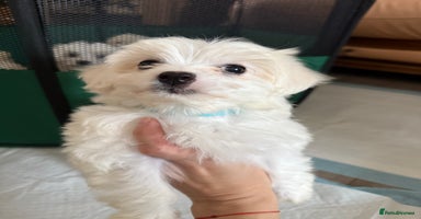 Maltese dogs - Advert 7