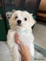 Maltese dogs - Advert 7