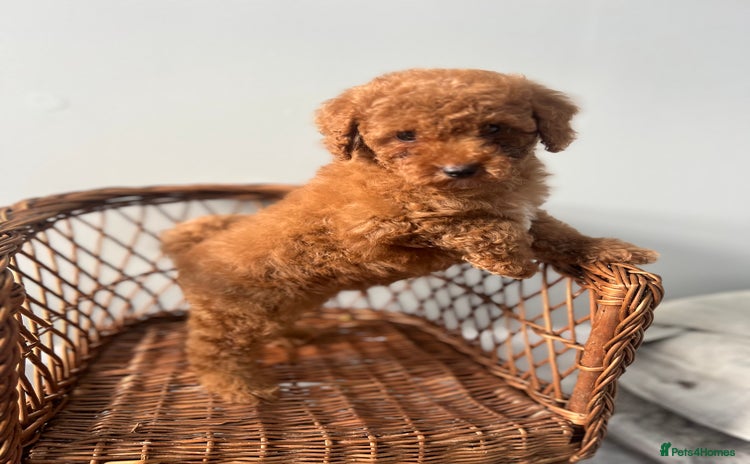 Toy Poodle dogs KC Registered Red Toy Poodles ready from 14.11.25 - Advert 14