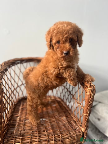 Toy Poodle dogs KC Registered Red Toy Poodles ready from 14.11.25 - Advert 14
