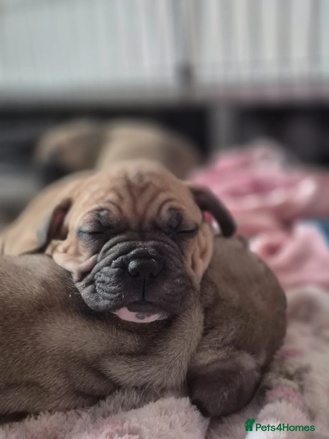 Mixed Breed dogs for sale: Proper little cutie !! Staffie X frenchie  - Advert 7