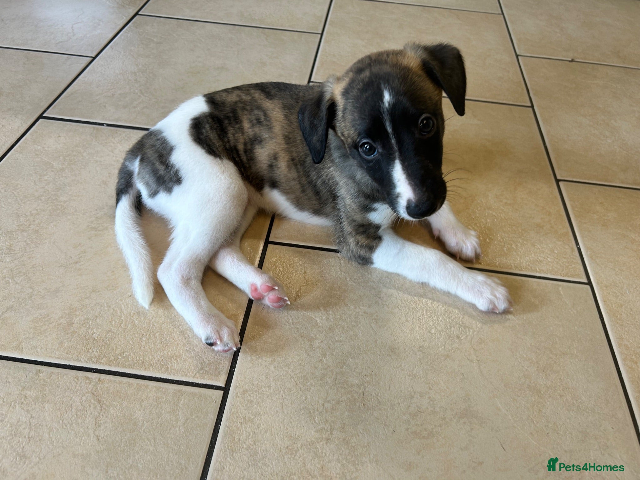 Whippet dogs Amazing pedigree whippet puppies  - Advert 1