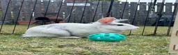 Lionhead rabbits for sale: Lionhead female in Newcastle upon Tyne - Advert 12
