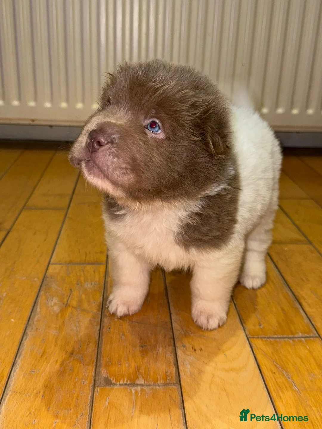 Shar Pei dogs for sale: ONLY 2 LEFT. OUTSTANDING KC BEAR & BRUSH PUPS - Advert 1