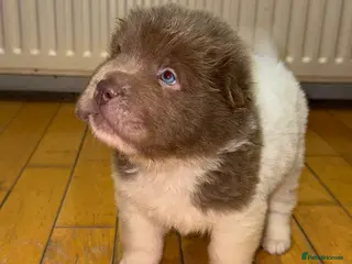 Shar Pei dogs ONLY 2 LEFT. OUTSTANDING KC BEAR & BRUSH PUPS - Advert 3