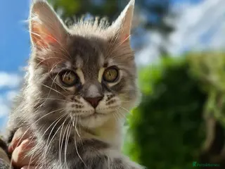 Maine Coon cats Russian line XXL Maine Coon, CHAMPION RUSSIAN LINE - Advert 7