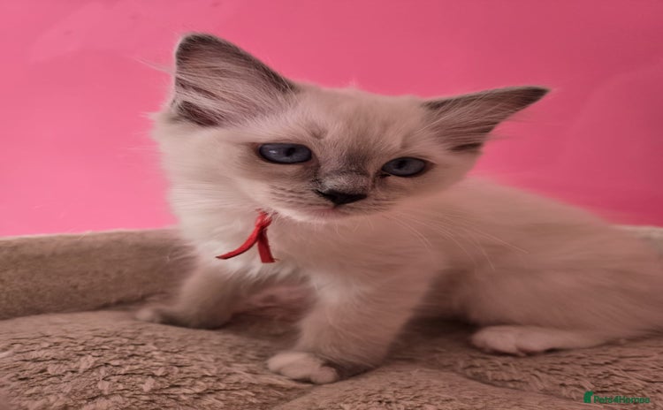 Ragdoll cats - Advert 1