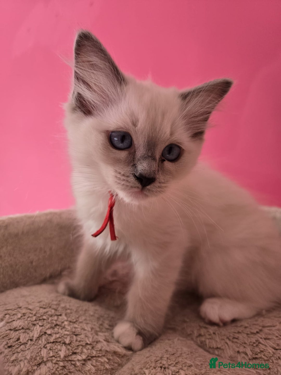 Ragdoll cats for sale: Pure Ragdoll Kittens (Mitted) Only 1 male left  - Image 8