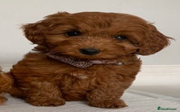 Cockapoo dogs for sale: Extensively health tested F1b Faux red cockapoo - Image 9