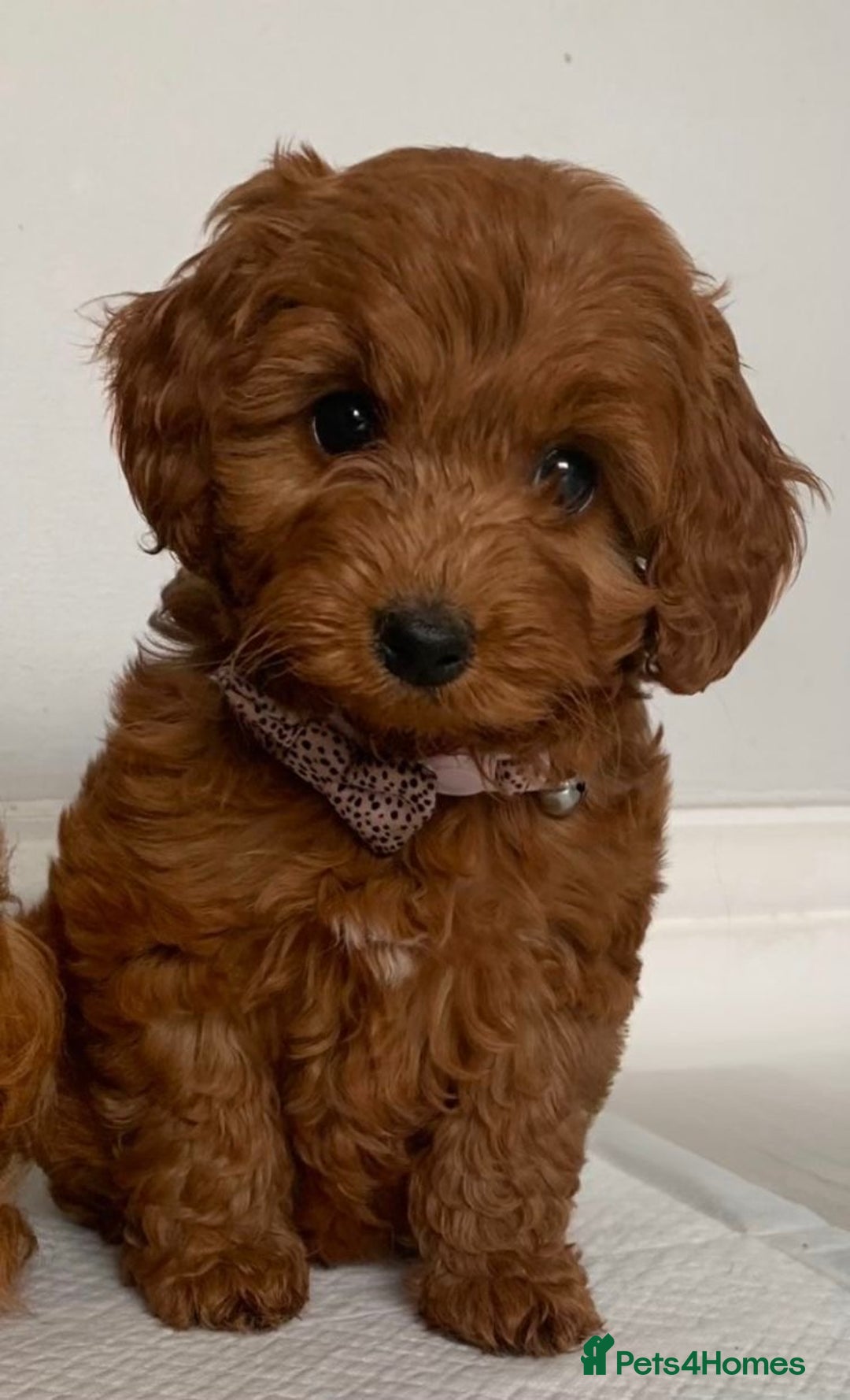 Cockapoo dogs for sale: Extensively health tested F1b Faux red cockapoo - Image 9