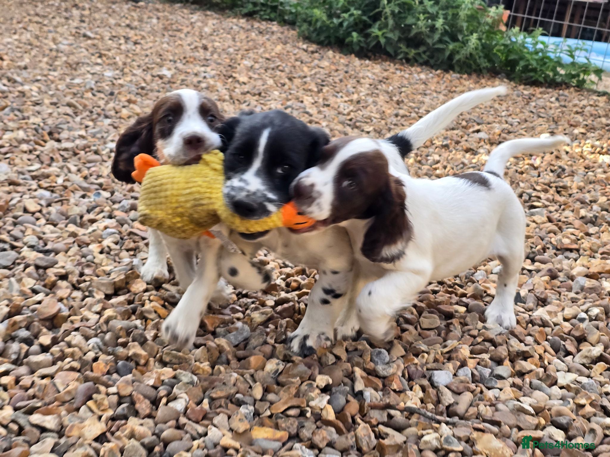 Mixed Breed dogs Clumber springer cocker 2 available  - Advert 15