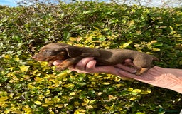 Miniature Dachshund dogs for sale: Kc reg mini dachshunds - Image 19