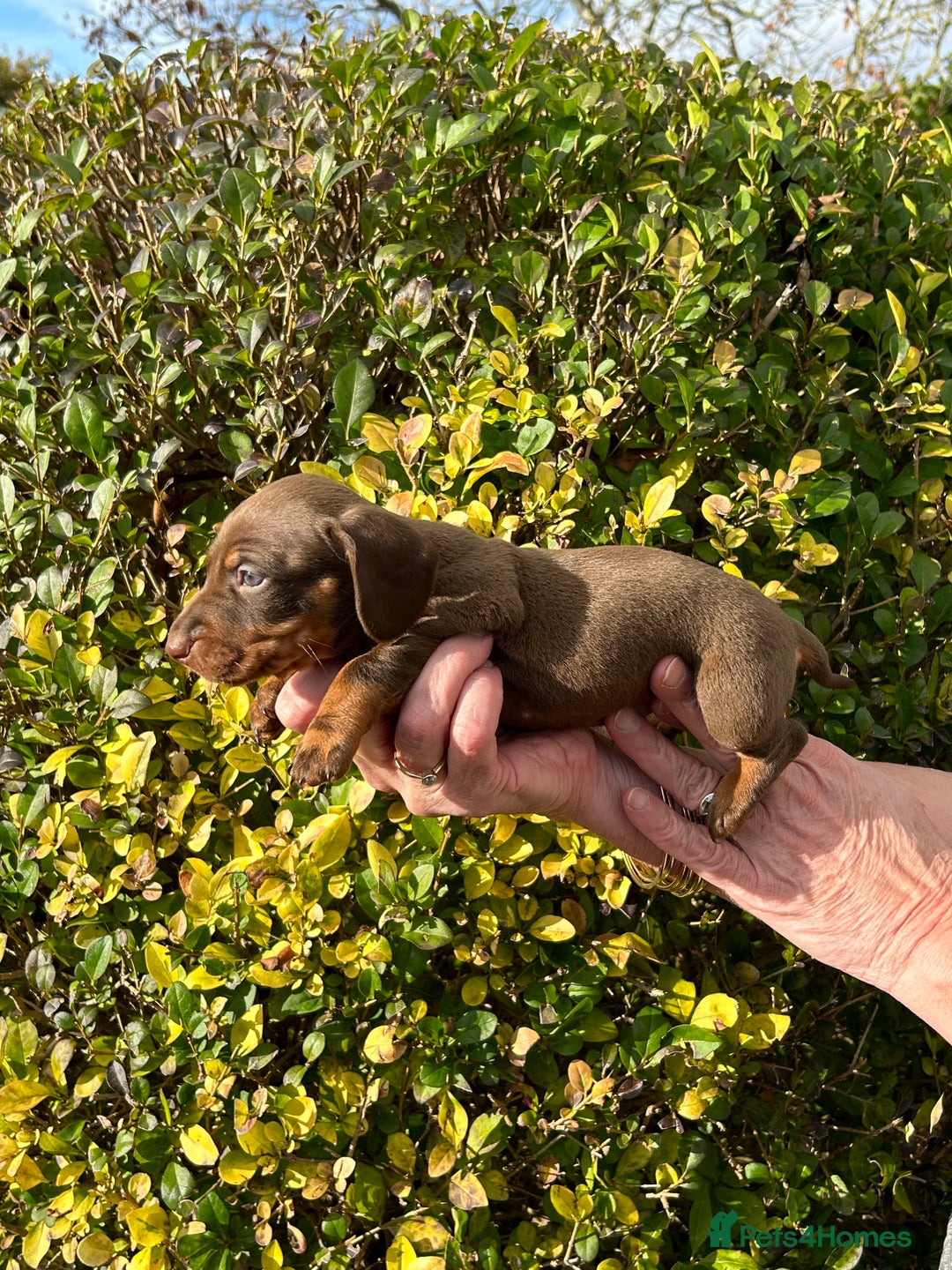Miniature Dachshund dogs for sale: Kc reg mini dachshunds - Image 19